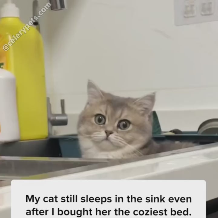 Cat Catnip Spray